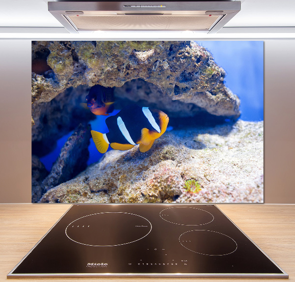 Cooker splashback Tropical fish