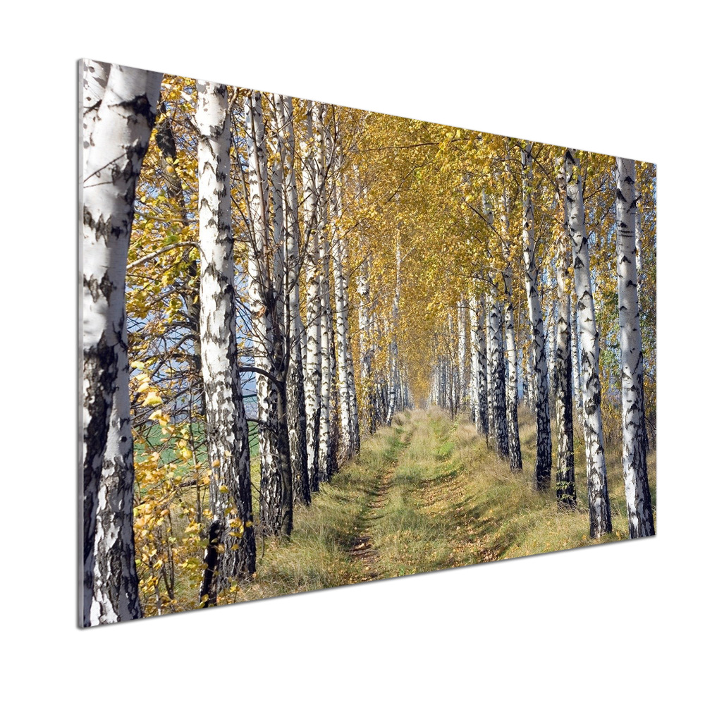 Glass splashback Birches in autumn