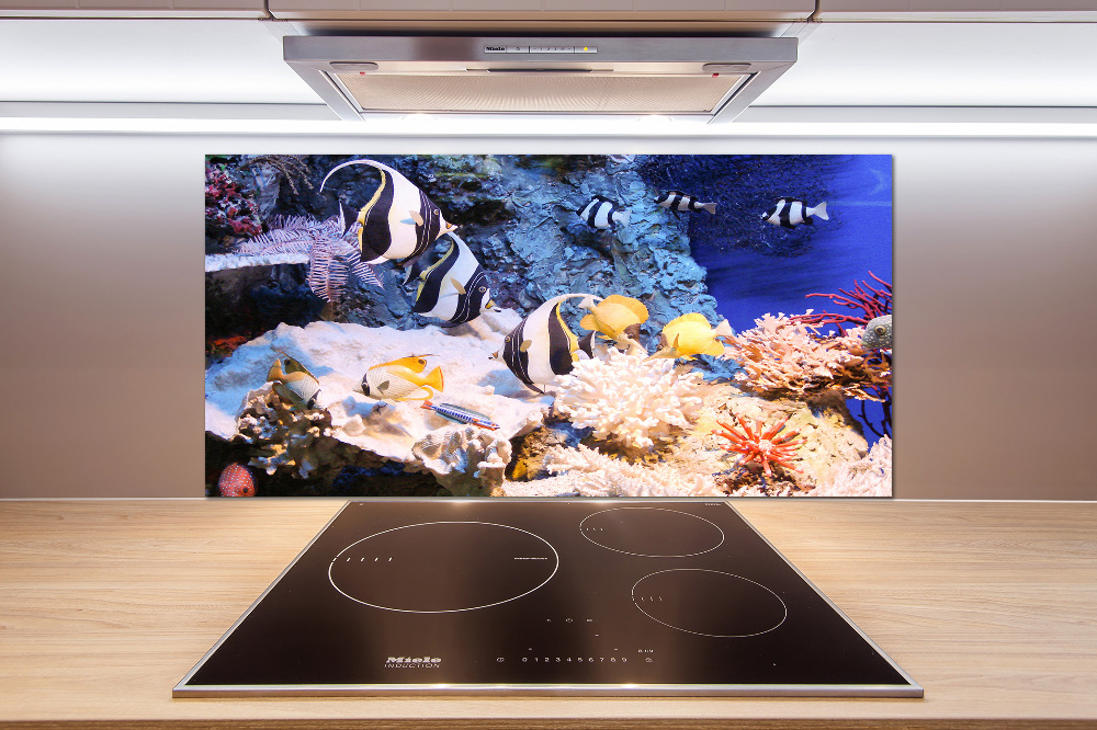 Cooker splashback Coral reef