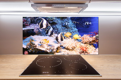 Cooker splashback Coral reef