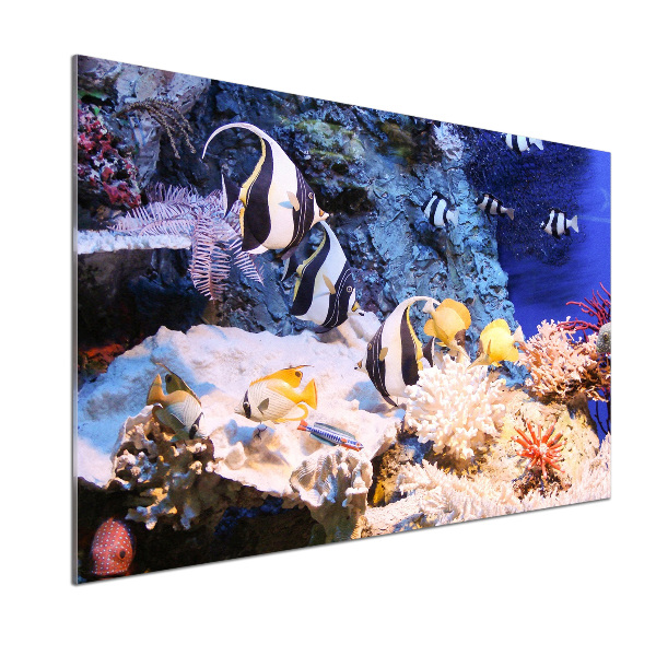 Cooker splashback Coral reef