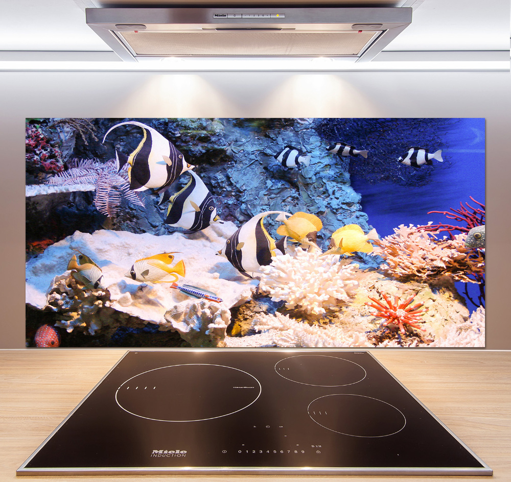 Cooker splashback Coral reef