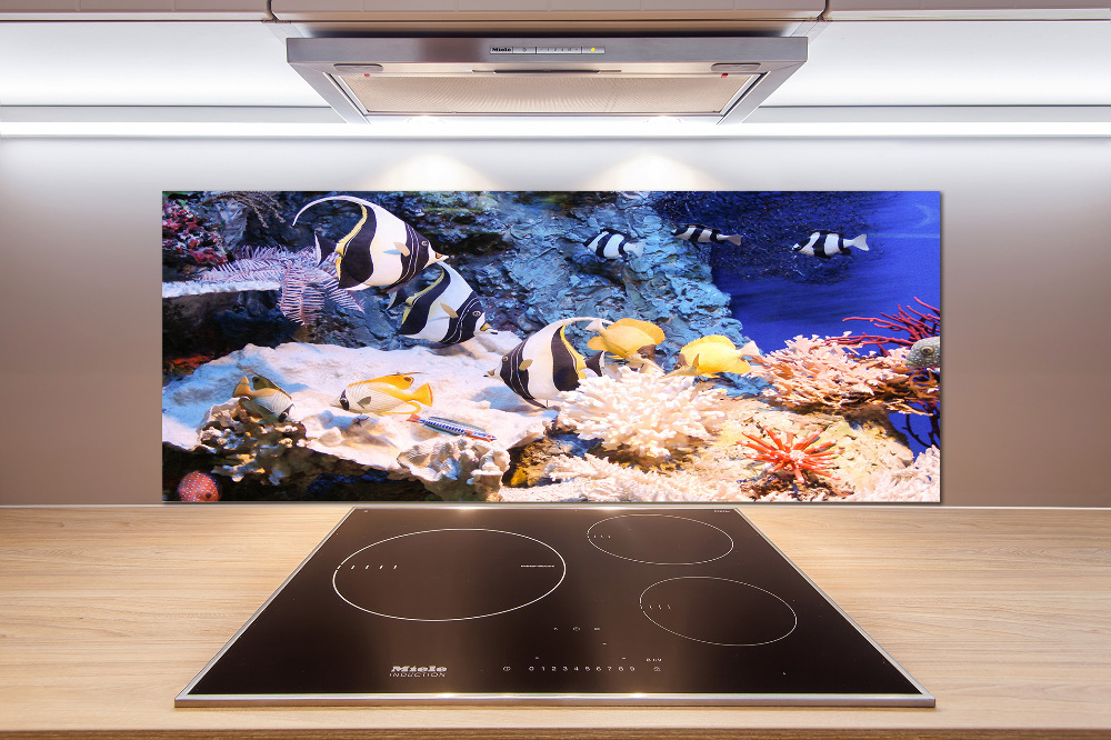 Cooker splashback Coral reef