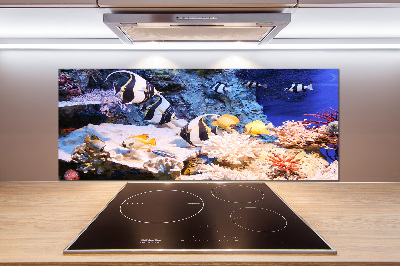 Cooker splashback Coral reef