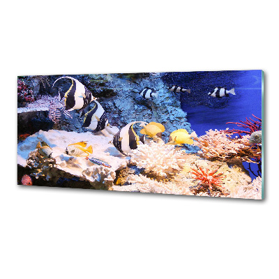 Cooker splashback Coral reef