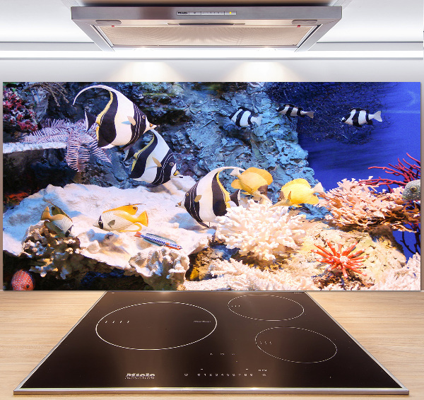 Cooker splashback Coral reef