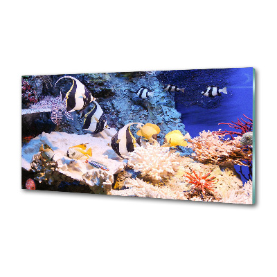 Cooker splashback Coral reef