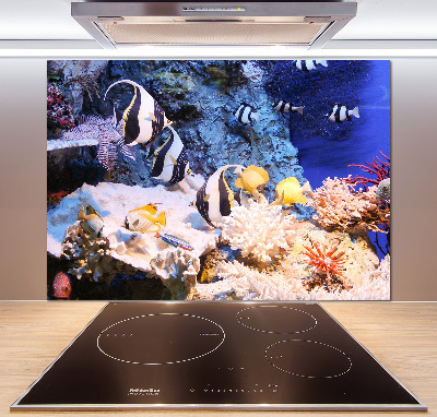 Cooker splashback Coral reef