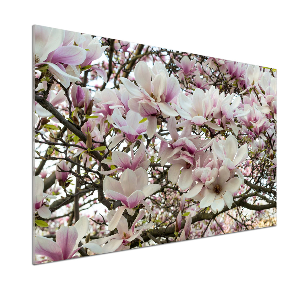 Kitchen splashback Magnolia flowers