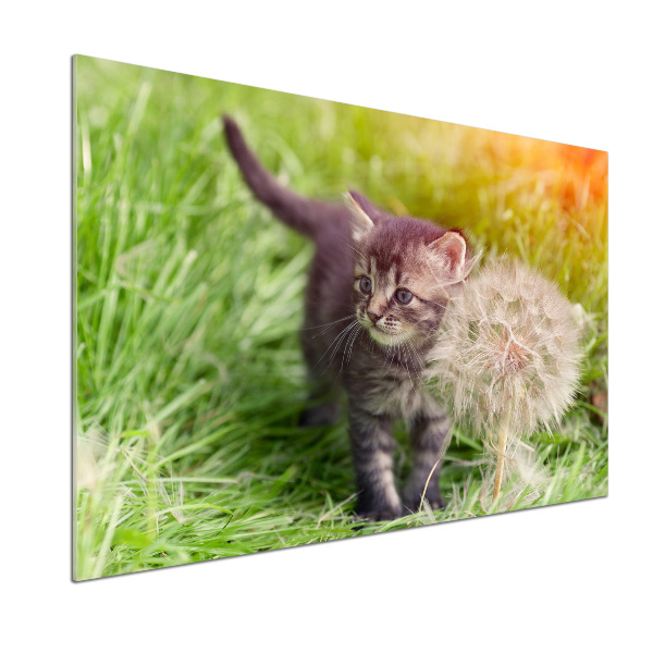 Glass splashback Kitty with dandelion