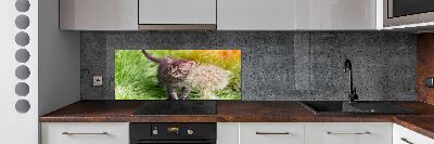 Glass splashback Kitty with dandelion