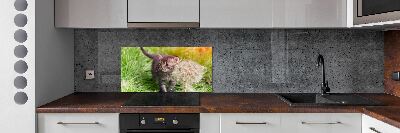 Glass splashback Kitty with dandelion