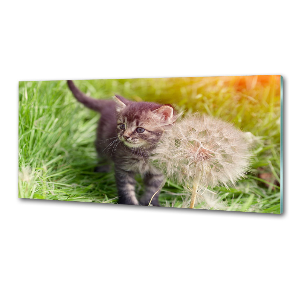 Glass splashback Kitty with dandelion