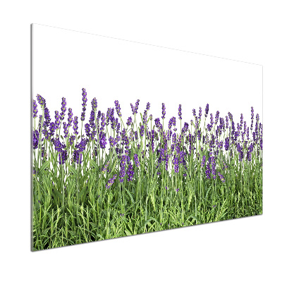 Kitchen splashback Lavender flowers