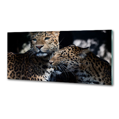 Glass splashback Two leopards