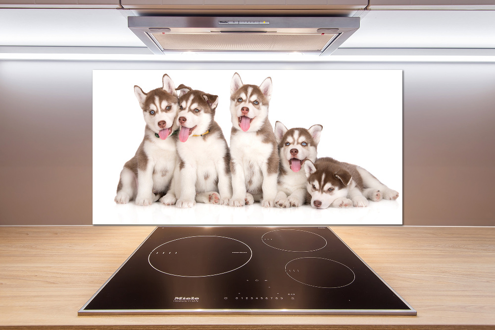 Glass splashback Husky puppies