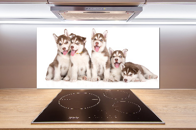 Glass splashback Husky puppies