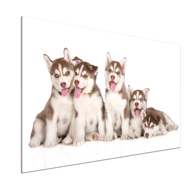 Glass splashback Husky puppies