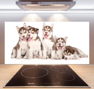 Glass splashback Husky puppies