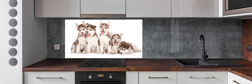 Glass splashback Husky puppies