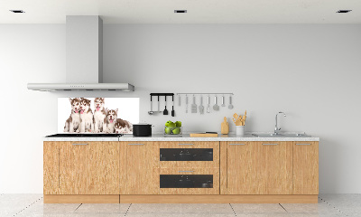 Glass splashback Husky puppies