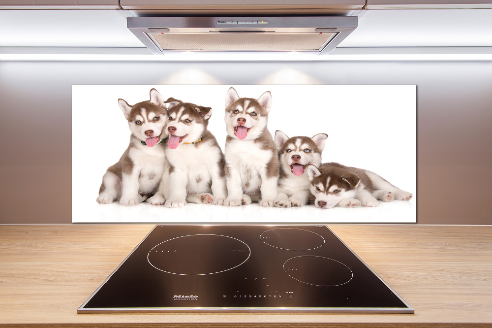 Glass splashback Husky puppies