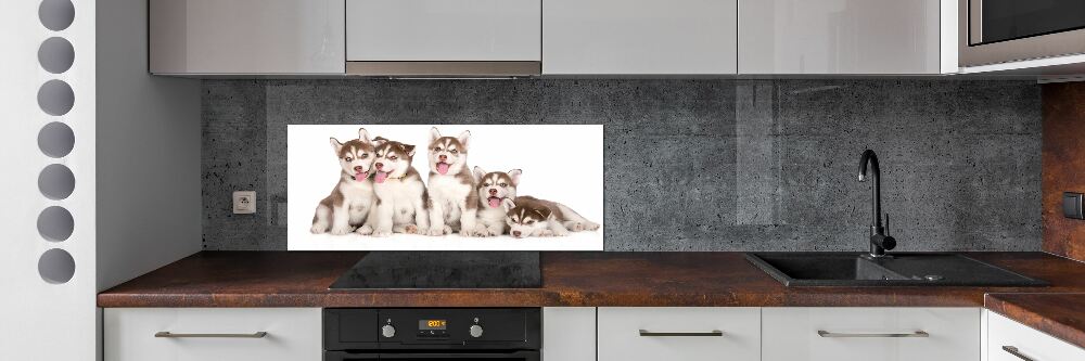 Glass splashback Husky puppies