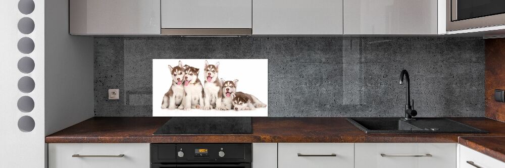 Glass splashback Husky puppies