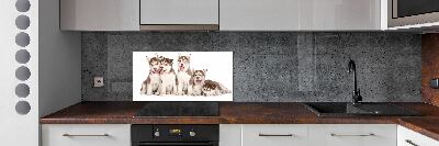 Glass splashback Husky puppies