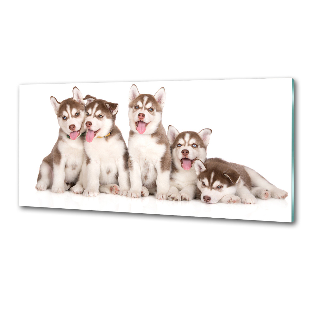 Glass splashback Husky puppies