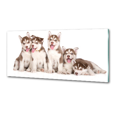 Glass splashback Husky puppies