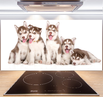 Glass splashback Husky puppies