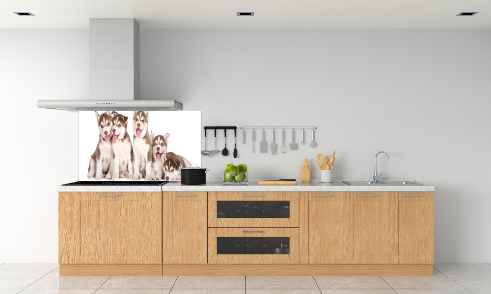 Glass splashback Husky puppies