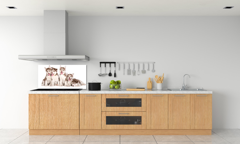 Glass splashback Husky puppies