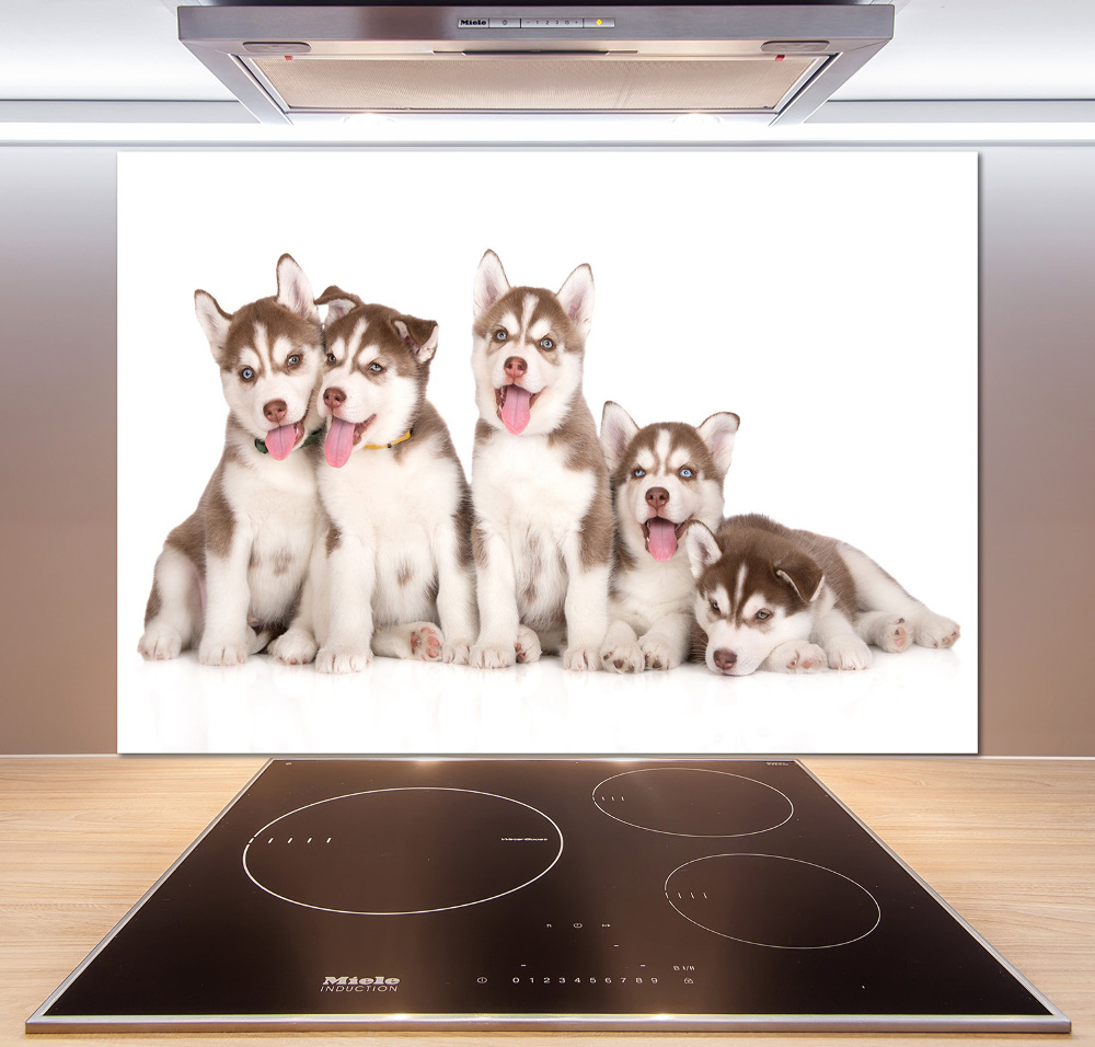 Glass splashback Husky puppies