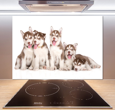 Glass splashback Husky puppies