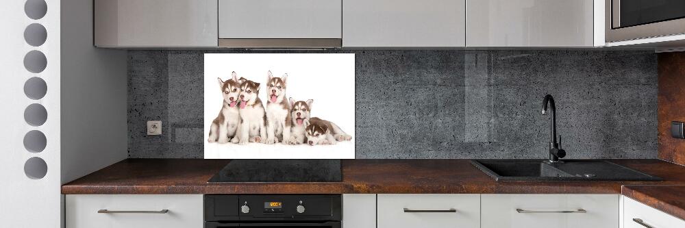 Glass splashback Husky puppies