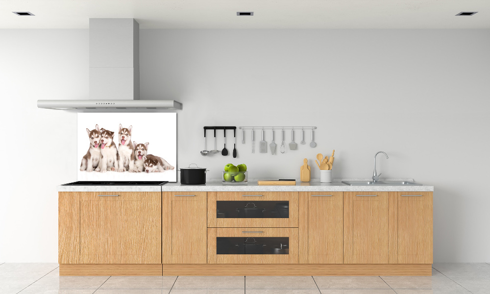 Glass splashback Husky puppies