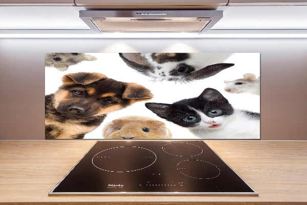 Cooker splashback Pets