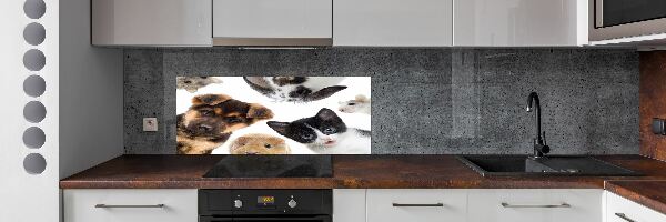 Cooker splashback Pets