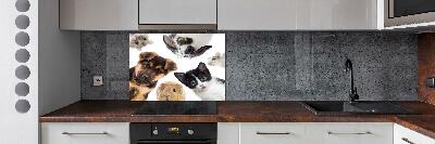 Cooker splashback Pets