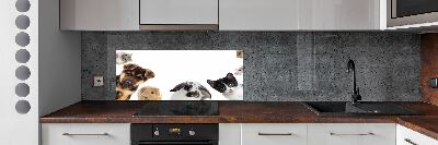 Cooker splashback Pets