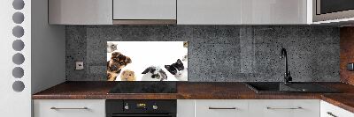 Cooker splashback Pets