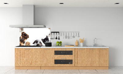 Cooker splashback Pets