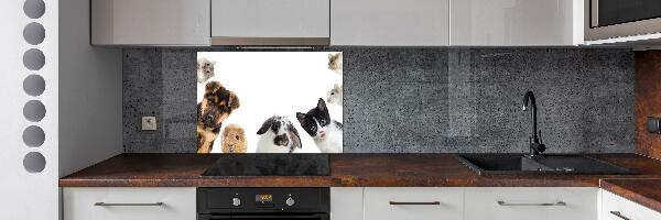 Cooker splashback Pets