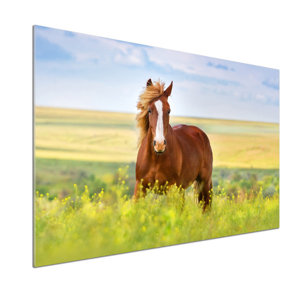 Cooker splashback Brown horse