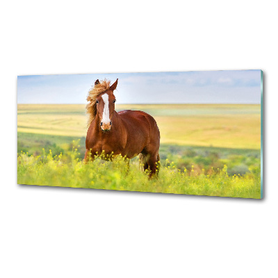 Cooker splashback Brown horse