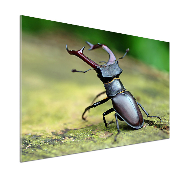 Cooker splashback Beetle