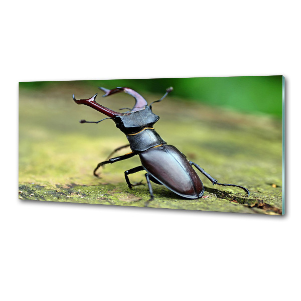 Cooker splashback Beetle