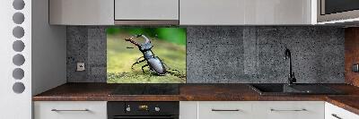 Cooker splashback Beetle